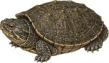 Sonoran Mud Turtle