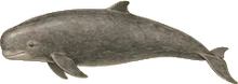Dwarf Sperm Whale