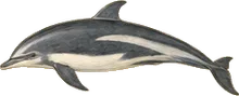 Fraser's Dolphin