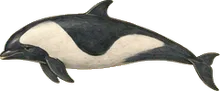 Hourglass Dolphin
