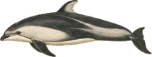Pacific White-sided Dolphin