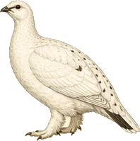 Willow Ptarmigan