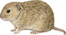 Sagebrush Vole