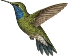 Blue-throated Mountain-gem