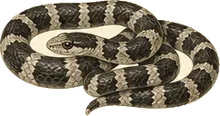 Gray-banded Kingsnake