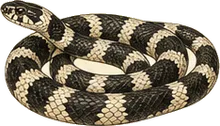 California Kingsnake