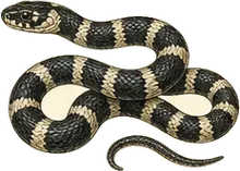 Eastern Kingsnake