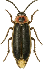 European Firefly