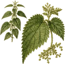 Wood Nettle