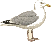 Herring Gull