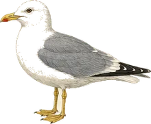 Short-billed Gull