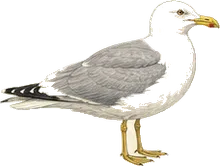 California Gull