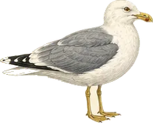 Ring-billed Gull