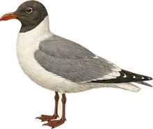 Heermann's Gull