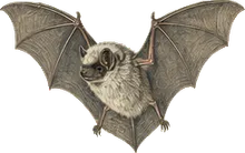 Silver-haired Bat