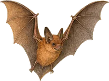 Eastern Red Bat