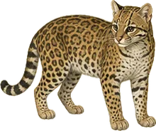 Ocelot
