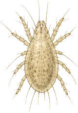 Storage Mite