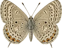 Cassius Blue