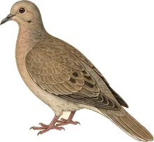 White-tipped Dove