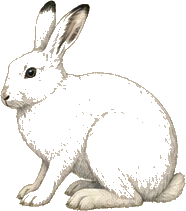 Snowshoe Hare