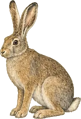 Arctic Hare