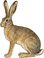 Black-tailed Jackrabbit