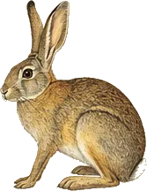 Tehuantepec Jackrabbit