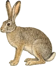 White-tailed Jackrabbit