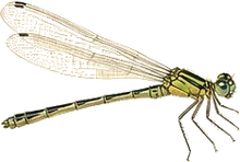 Common Spreadwing