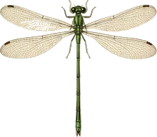 Emerald Spreadwing