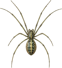Orchard Orb Weaver
