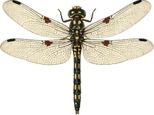 Dot-tailed Whiteface