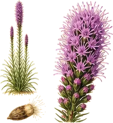 Dense Blazing Star