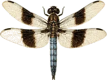 Widow Skimmer