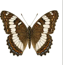Weidemeyer's Admiral