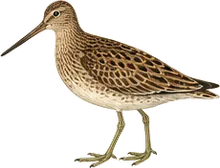 Long-billed Dowitcher