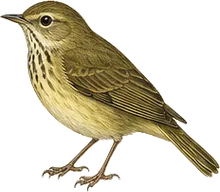 Swainson's Warbler