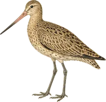 Marbled Godwit
