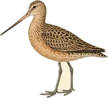 Hudsonian Godwit