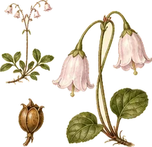 Twinflower