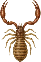 Pseudoscorpion
