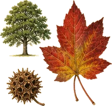 Sweetgum