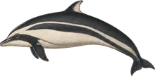 Northern Right Whale Dolphin