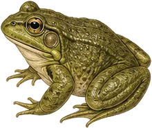 Pig Frog