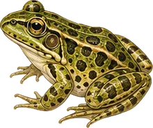 Pickerel Frog