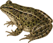 Mink Frog