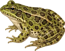 Southern Leopard Frog