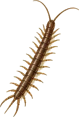 Brown Centipede