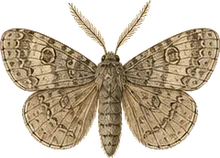 Ashen Pinion Moth